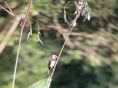 Lonchura leucogastroides