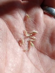 Rytidosperma clavatum