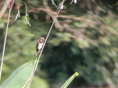 Lonchura leucogastroides