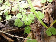 Hydrocotyle elongata