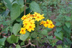 Tagetes lemmonii