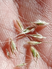 Rytidosperma clavatum