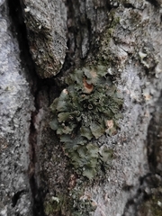 Pleurosticta acetabulum