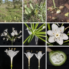 Proiphys kimberleyensis