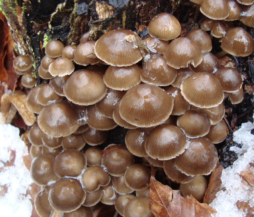 Mycena tintinnabulum