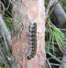 Thaumetopoea pityocampa