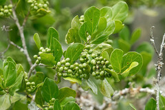 Vanguerieae