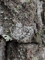 Lecanora carpinea