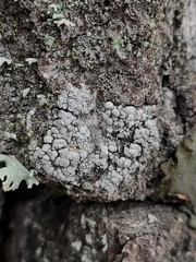 Lecanora carpinea