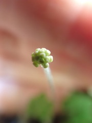 Hydrocotyle elongata