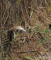 Mustela putorius