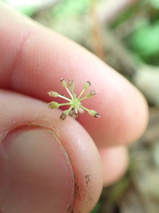 Hydrocotyle elongata