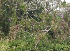 Ipomoea pedicellaris