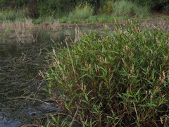 Persicaria attenuata