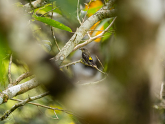 Ficedula