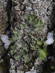 Pleurosticta acetabulum