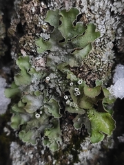 Pleurosticta acetabulum