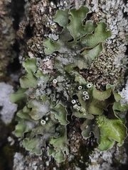 Pleurosticta acetabulum