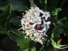 Valeriana