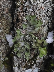 Pleurosticta acetabulum