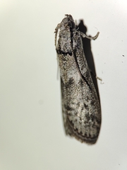 Ectomyelois ceratoniae