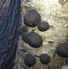 Annulohypoxylon truncatum