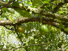 Crescentia cujete
