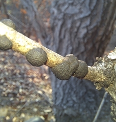 Annulohypoxylon truncatum