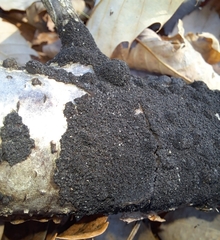 Annulohypoxylon truncatum