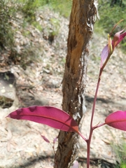 Corymbia eximia