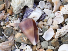 Conus papilliferus