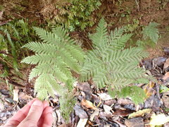 Leptopteris hymenophylloides