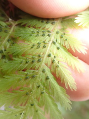 Leptopteris hymenophylloides