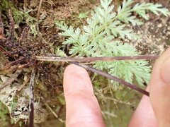 Leptopteris hymenophylloides