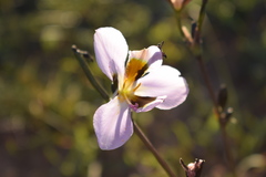 Aristea teretifolia