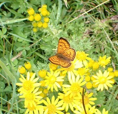 Lycaena
