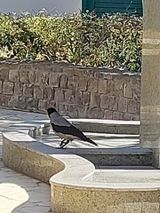 Corvus cornix