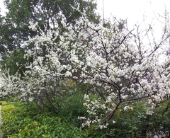 Prunus cerasus