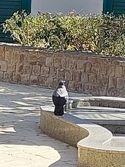 Corvus cornix