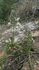 Albuca batteniana