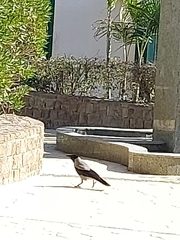Corvus cornix