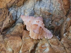 Chicoreus denudatus