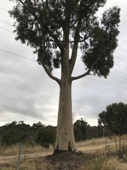 Corymbia maculata