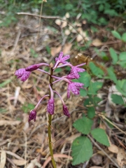 Dipodium campanulatum