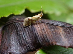 Sabatinca chalcophanes