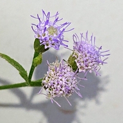 Praxelis clematidea