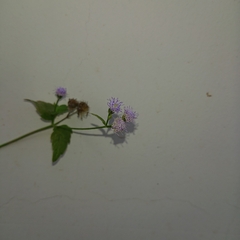 Praxelis clematidea