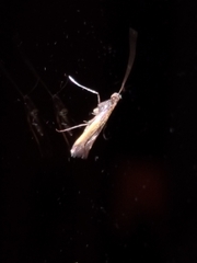 Caloptilia azaleella