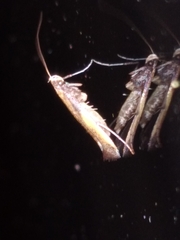 Caloptilia azaleella