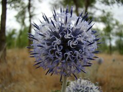 Echinops albicaulis